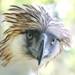 Philippine Eagle - "Monkey-eating Eagle": rare and endangered national bird.