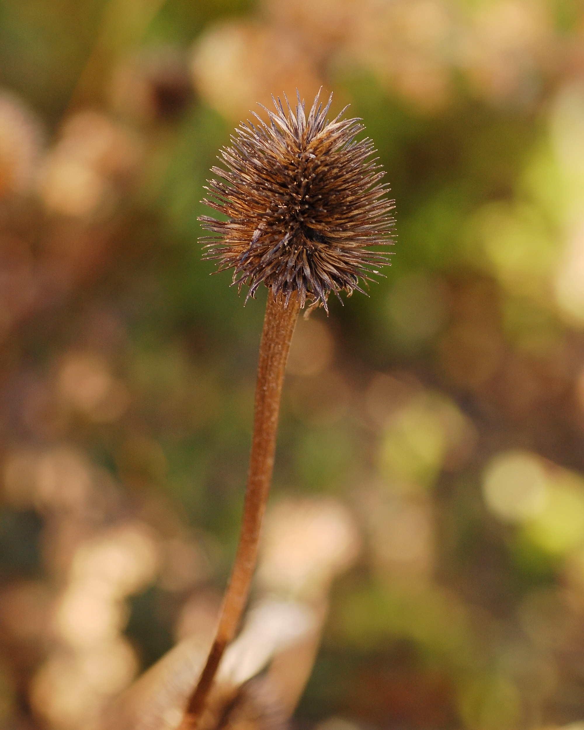 File Purple Coneflower Echinacea Purpurea Dried Solitaire Px