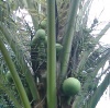 Coconut flowers and fruits.jpg