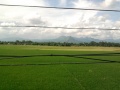 RICE FIELD Palihan,Hermosa,Bataan.jpg