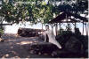 Zamboanga City's Bolong Beach and its resident mermaid.