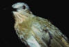 Actual photo of Zamboanga Bulbul is non-existent in scientific world, but is similar to the Philipine Bulbul (photo), yet larger with a darker crown.