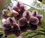 Rare & Exotic Philippine Vanda Orchid flower.