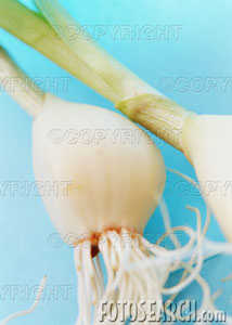 Garlic-clove fresh.jpg
