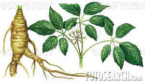 Philippine Ginseng Plant