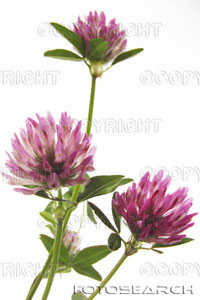 Red clover flower.jpg