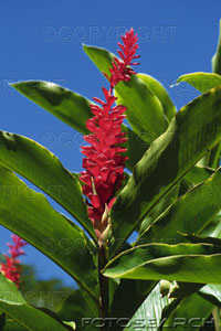 Ginger red flower.jpg