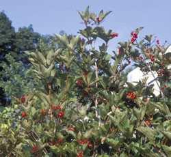 Cranberry bush.jpg