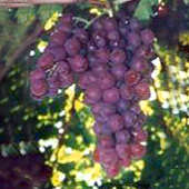 Grapes.jpg