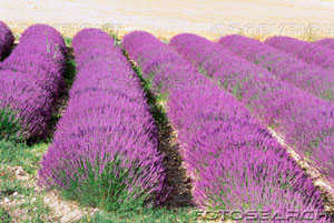 Lavender field.jpg