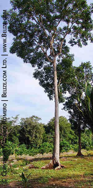 Nation Tree of Belize.jpg