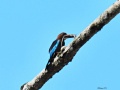 White-throated kingfisher 1.jpg