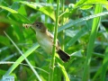 Bright capped cisticola 2.jpg