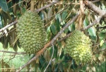 Durian.jpg