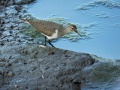 Common sandpiper 1.jpg