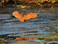 Rufous Night Heron 2.jpg