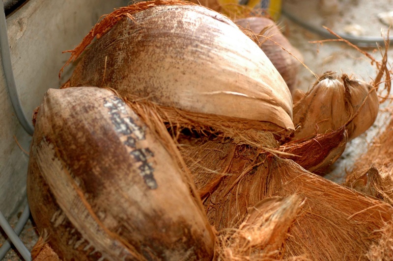 File:Bonote - coconut husk.jpg