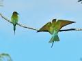 Blue-tailed bee-eater 10.jpg