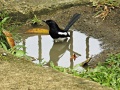 Philippine magpie-robin.jpg