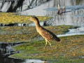 Rufous Night Heron 1.jpg