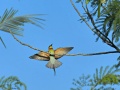 Blue-tailed bee-eater 2.jpg