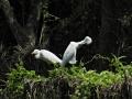 Cattle egret.jpg