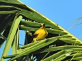 Black-naped oriole 4.jpg