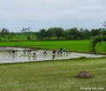 Planting Rice, Carugdog, Lezo, Aklan.jpg