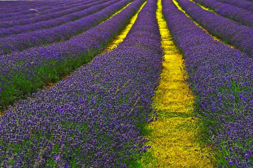 Lavender Field Sutton.jpg