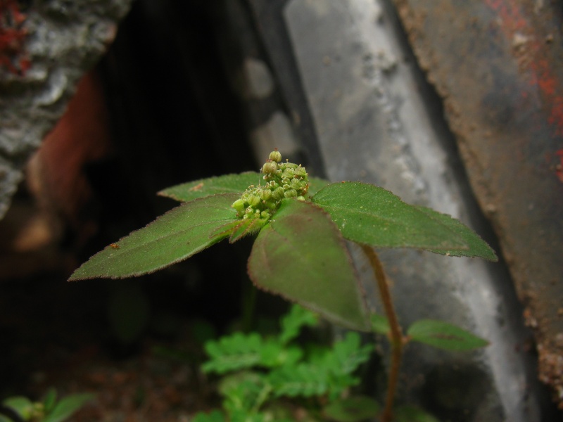File:Euphorbia hirta a.JPG