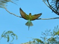 Blue-tailed bee-eater 9.jpg