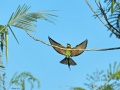 Blue-tailed bee-eater 8.jpg