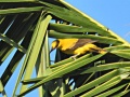 Black-naped oriole 7.jpg