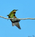 Blue-tailed bee-eater 5.jpg