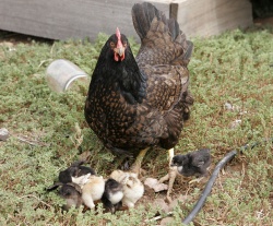 Gallina y maga pollo - mother hen and chicks.jpg