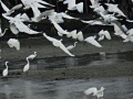 Little egret 1.jpg