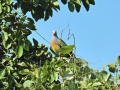 Pink-necked green pigeon 2.jpg