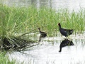 Common moorhen.jpg