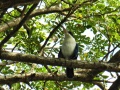 White-collared kingfisher 1.jpg