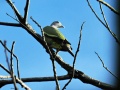 Pink-necked green pigeon.jpg