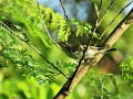 Arctic warbler 1.jpg