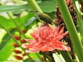 Orange-Tufted Spiderhunter 1.jpg