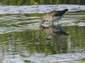 Common redshank 2.jpg