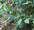 Coffee robusta berries and leaves.png