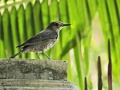 Blue rock thrush.jpg