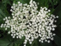 Sambucus nigra 01.jpg