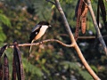 Long-tailed shrike.jpg