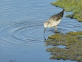 Marsh sandpiper 2.jpg