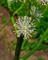 Actaea racemosa 003.JPG
