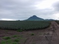 Pineapple Plantation, Maligo, Polomolok, South Cotabato 8.jpg